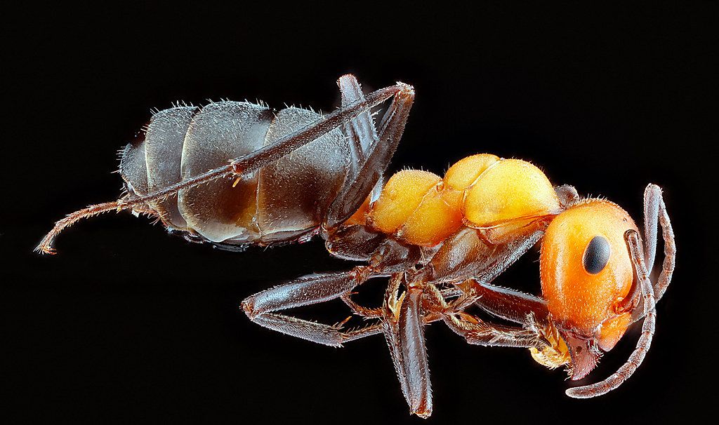 Ant Control service in Leominster, MA