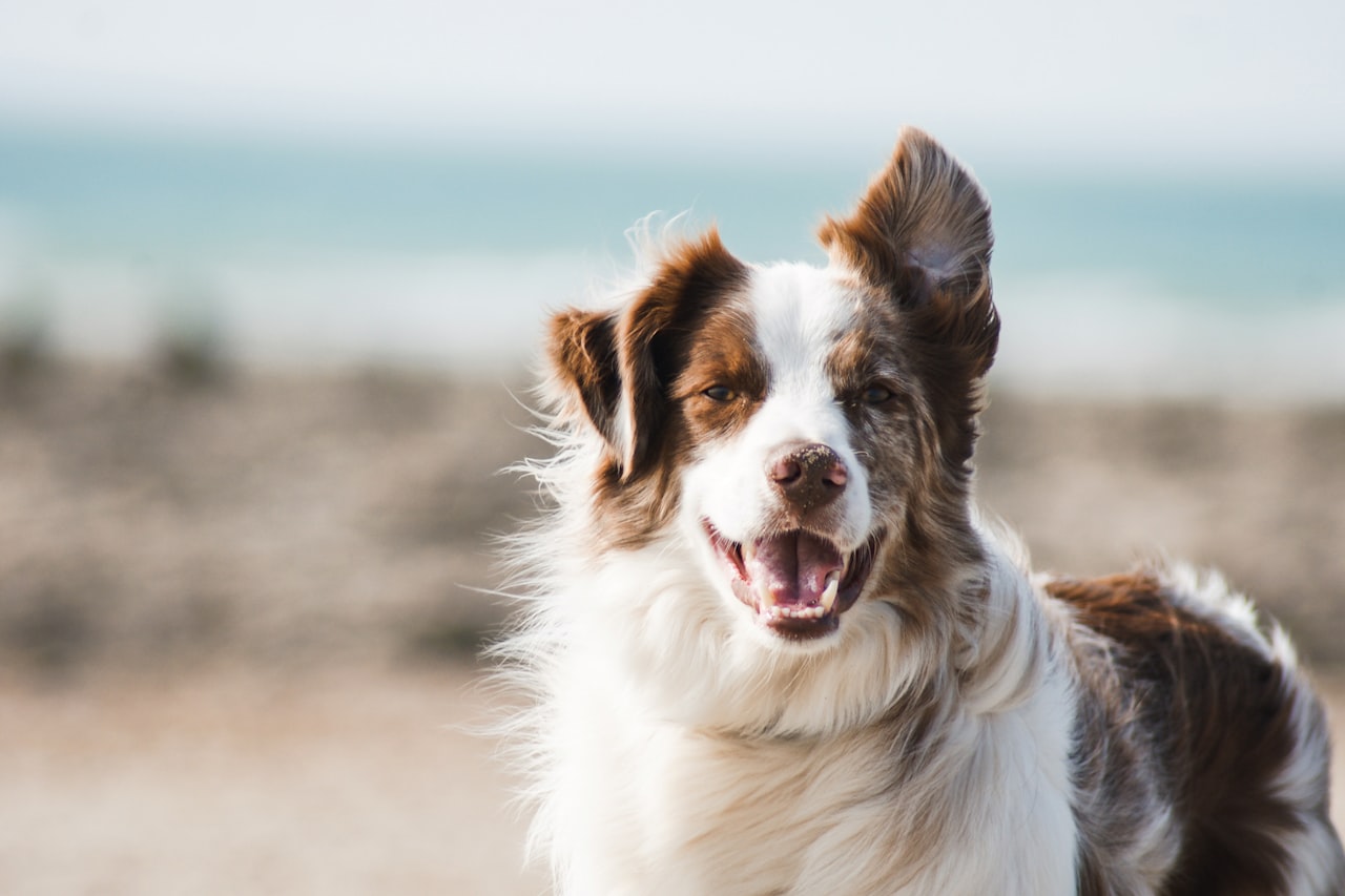 Flea & Tick Control service in Leominster, MA