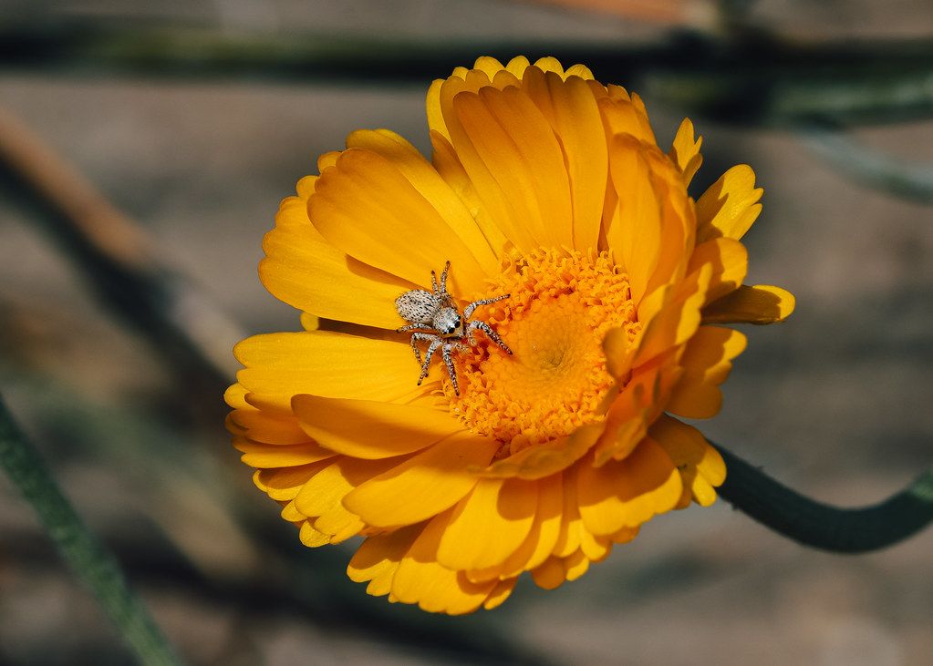 Spider Control service in Leominster, MA